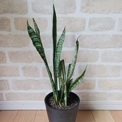 1000円　サンセベリア　サンスベリア　5号　観葉植物　室内グリ...