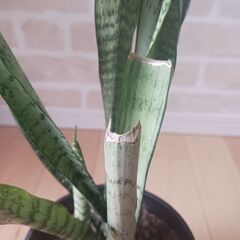 1000円　サンセベリア　サンスベリア　5号　観葉植物　室内グリーン　インテリアグリーンの画像