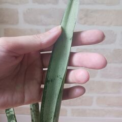 1000円　サンセベリア　サンスベリア　5号　観葉植物　室内グリーン　インテリアグリーンの画像