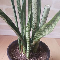 1000円　サンセベリア　サンスベリア　5号　観葉植物　室内グリーン　インテリアグリーンの画像