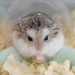 ロボロフスキー　ハムスター