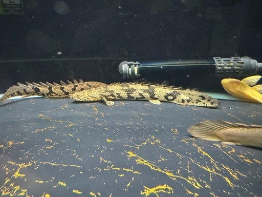 ポリプテルス　数種類