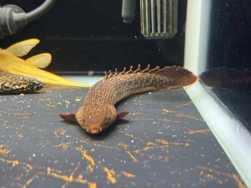 ポリプテルス　数種類