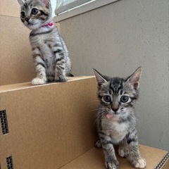 そっくりな姉妹　人間大好き甘えん坊子猫