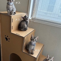 そっくりな兄妹 人間大好き甘えん坊子猫