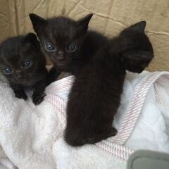 子猫里親募集