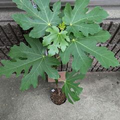 イチジク ホワイトゼノア 2年目苗木の画像