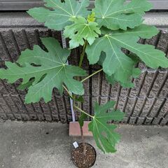 イチジク ホワイトゼノア 2年目苗木の画像