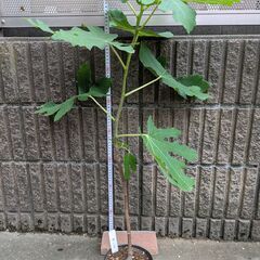イチジク ホワイトゼノア 2年目苗木