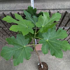 イチジク バナーネ 2年目苗木の画像