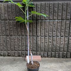 イチジク バナーネ 2年目苗木