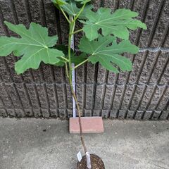 イチジク バナーネ 2年目苗木の画像