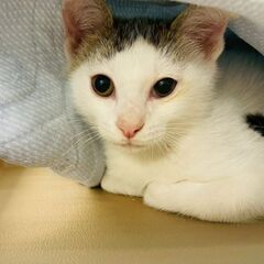 とっても元気な男の子、人も猫も大好き🎶