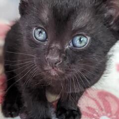 元気な黒猫　2ヶ月　里親募集(4匹います)
