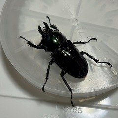 　ニジイロクワガタ