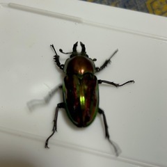 　ニジイロクワガタの画像