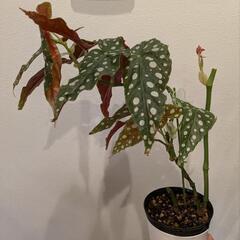 観葉植物 ベコニアマクラータ 鉢ごと