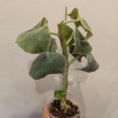 観葉植物  ベコニア べノーサ 抜き苗