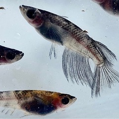 和墨三色　メダカの画像