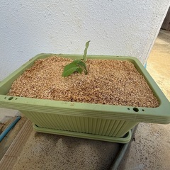 プランターと苗