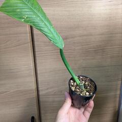 観葉植物 フィロデンドロンカンピー 小苗