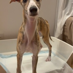 ウィペットの男の子　4カ月