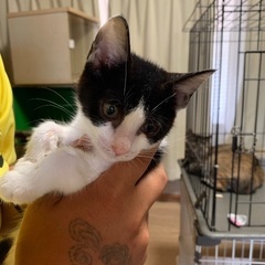 2ヶ月の子猫達