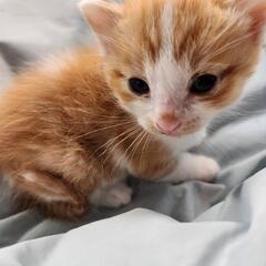 お話中　茶白の子猫の里親募集