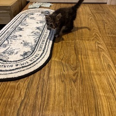 とても人懐っこい子猫