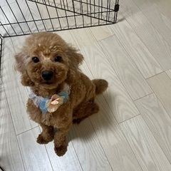 【6/14 投稿再開】元気いっぱい！愛らしいトイプードルの里親募...