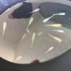 MIX ミックス めだか メダカ　針子　15匹セット