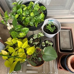観葉植物各種