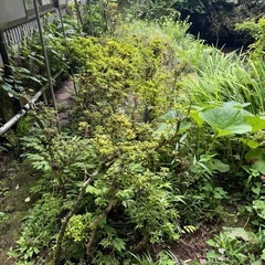 直植の植木達です。の画像