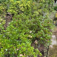 直植の植木達です。の画像