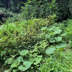 直植の植木達です。の画像