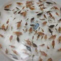 ピンポンパール　稚魚