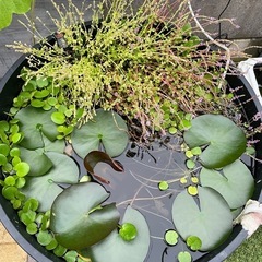 睡蓮の株の画像