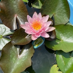 睡蓮の株の画像