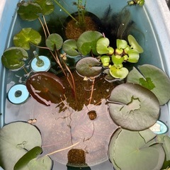 睡蓮の株の画像