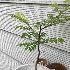 山椒の木
