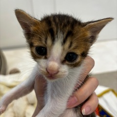 子猫のミルクボランティアをしております。
