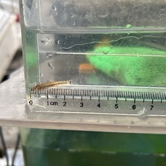シマドジョウ　水槽の掃除屋