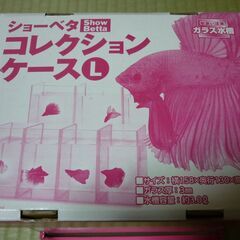 【小型水槽Ｌサイズ】稚魚やショーベタ等に　ガラス製品の画像