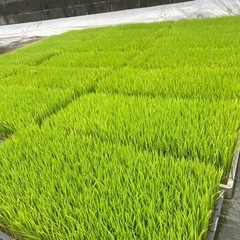ひのひかり苗