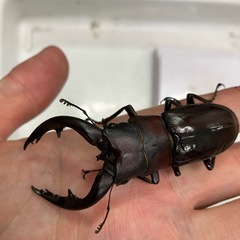 アマミノコギリクワガタ　オス単2025.1の画像