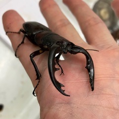 アマミノコギリクワガタ　オス単2025.1の画像