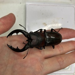 アマミノコギリクワガタ　オス単2025.1の画像