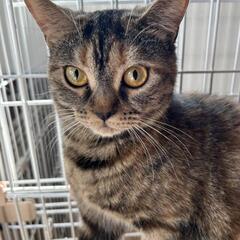 ミヌエット長足　三毛猫
