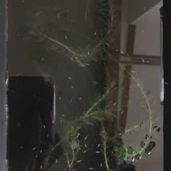 お子さん喜ぶメダカがすぐ飼えるセット〜オオカナダモ(アナカリス)...
