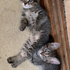 キジトラ子猫　兄弟🐱